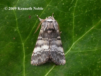 lunar marbled brown (Drymonia ruficornis) Kenneth Noble